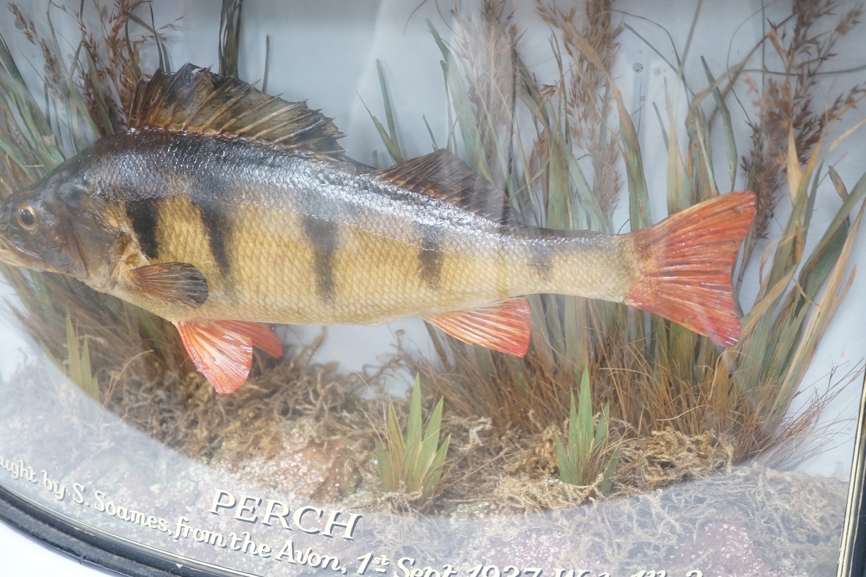 A taxidermy Perch caught by S.Soames, from the Avon, 01.09.1937, weight 1lb. 3ozs. (1999 invoice included) in bow front display cabinet